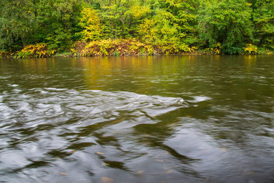 Scenic view of lake in forest