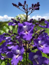 Close-up of purple flowering plants