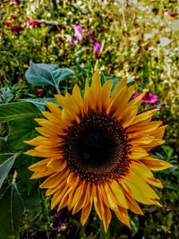 Close-up of sunflower