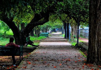 Trees in park