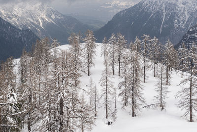 Pine trees on snowcapped mountains during winter