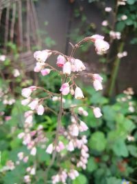 Close-up of white flowers