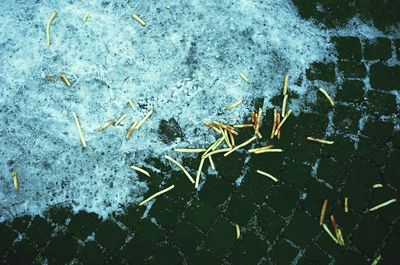 High angle view of french fries fallen on street