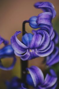 Close-up of flowers against blue sky