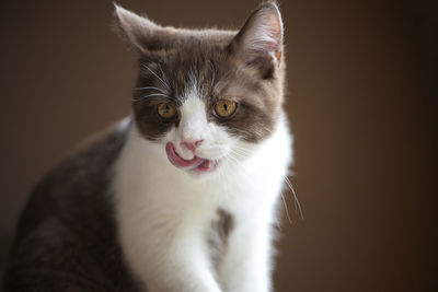 British short hair cat with bright yellow eyes isolated on brown background