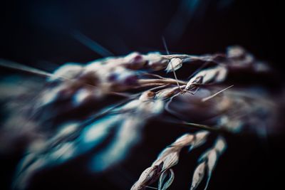 Close-up of wilted plant