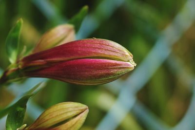 Close-up of red flower bud