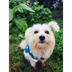 Portrait of dog on field