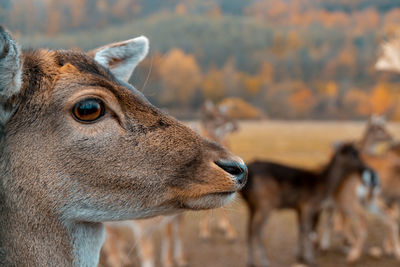 Close-up of an looking away