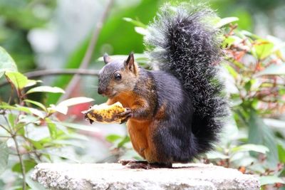 Close-up of squirrel eating food