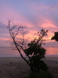 Tree by sea against sky during sunset