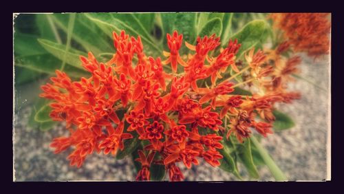 Close-up of red flowers