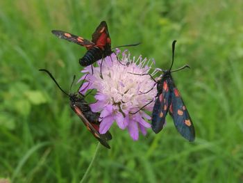 Close-up of butterfly pollinating on flower