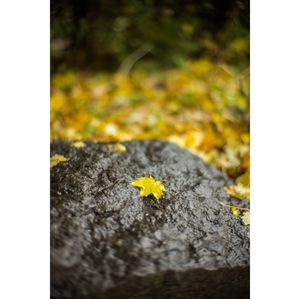 Surface level of autumnal leaves