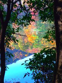 Trees in forest