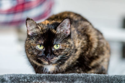 Close-up portrait of cat