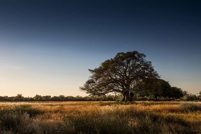 Tree against sky during sunset