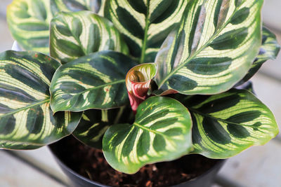 Closeup of a new curled leaf sprouting in a calathea.