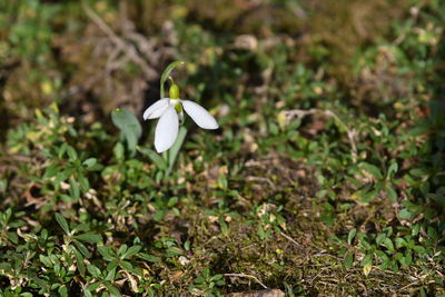 Close-up of white flowering plant on land