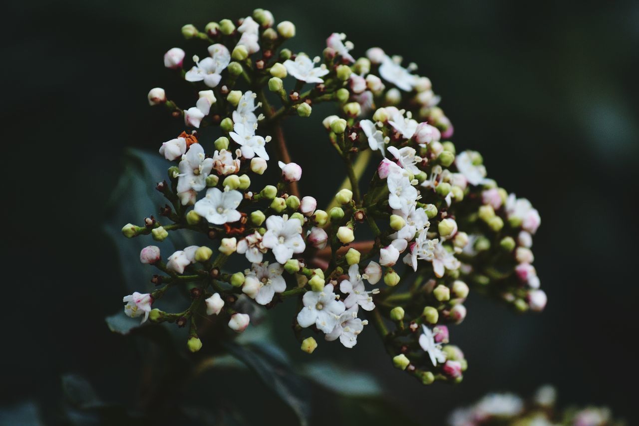 flower, freshness, growth, fragility, beauty in nature, branch, nature, close-up, blossom, focus on foreground, white color, tree, petal, in bloom, blooming, cherry blossom, springtime, bud, twig, selective focus