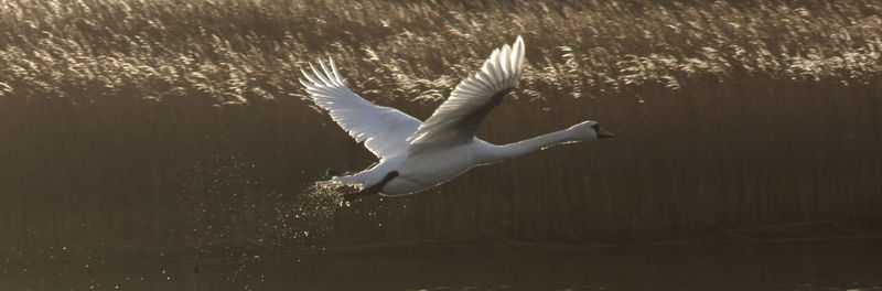 Seagull flying over lake