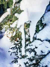 High angle view of snow covered pine tree