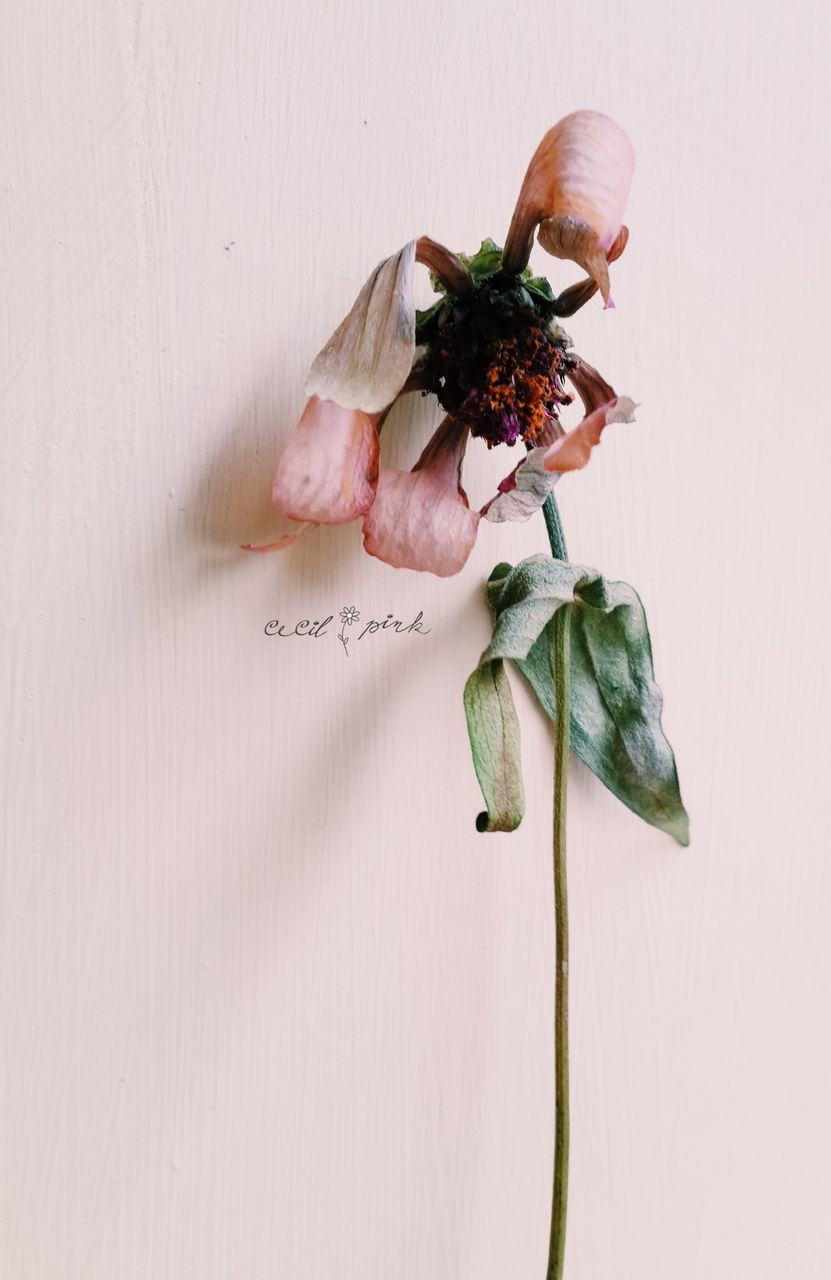 studio shot, white background, leaf, close-up, freshness, indoors, stem, flower, table, plant, high angle view, no people, green color, animal themes, insect, still life, nature, healthy eating, food and drink, food