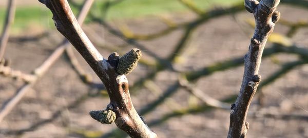 Close-up of lizard on tree