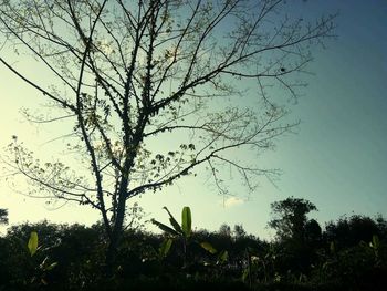 Low angle view of tree against clear sky