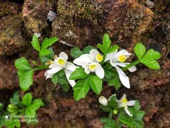 High angle view of flowering plant on rock