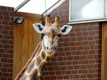 Low angle view of horse on brick wall