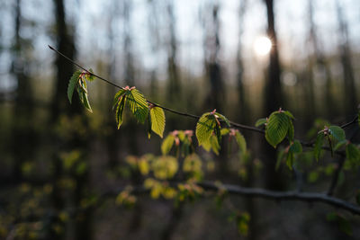 Close-up of leaves on tree