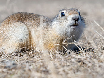 Close-up of squirrel on field