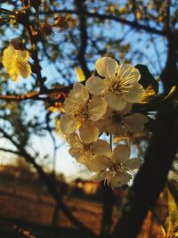 Close-up of cherry blossoms against sky