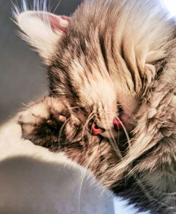 Close-up of a cat with eyes closed
