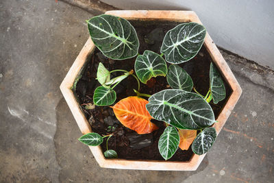 High angle view of leaves on table