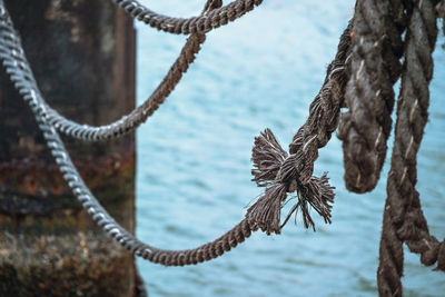 Close-up of rope tied on tree