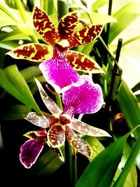 Close-up of purple flowers blooming outdoors