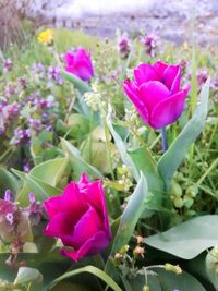 Close-up of pink crocus blooming outdoors