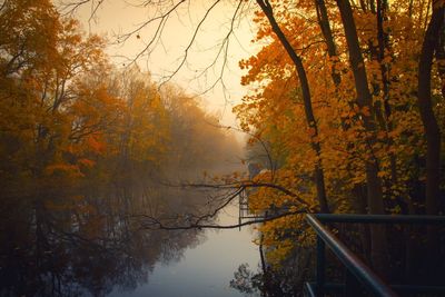 Trees in forest during autumn