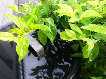 Close-up of wet plants