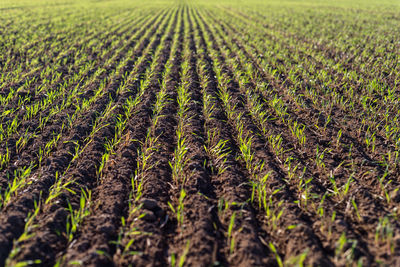 Ripening winter cereals, winter grains field lined in september on a beautiful, sunny autumn day.