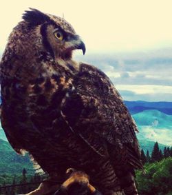 Close-up of owl against sky