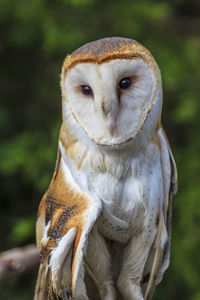 Close-up portrait of a owl