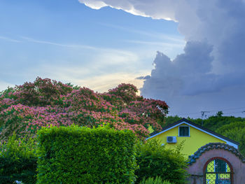 Trees and plants by building against sky