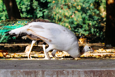 Close-up of bird eating