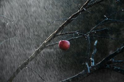 Close-up of red berry on plant during rainy season