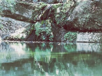 Reflection of trees in lake