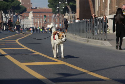 View of dog on road in city