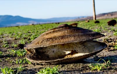 Close-up of lizard on land